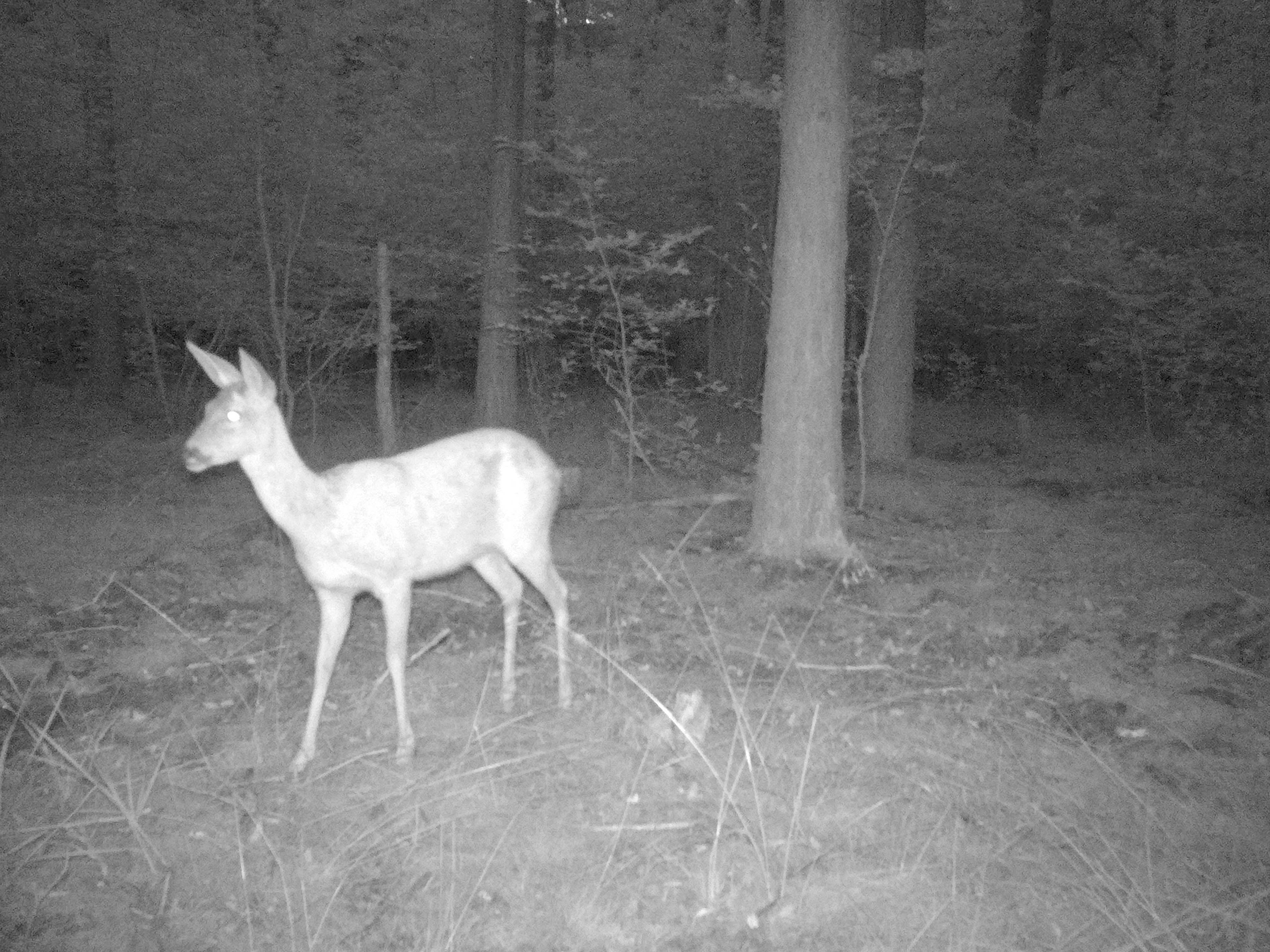 A black-and-white night vision photograph shows a deer standing in a forest clearing. The animal’s eyes reflect the camera’s infrared light, and tall trees and undergrowth are visible in the background.