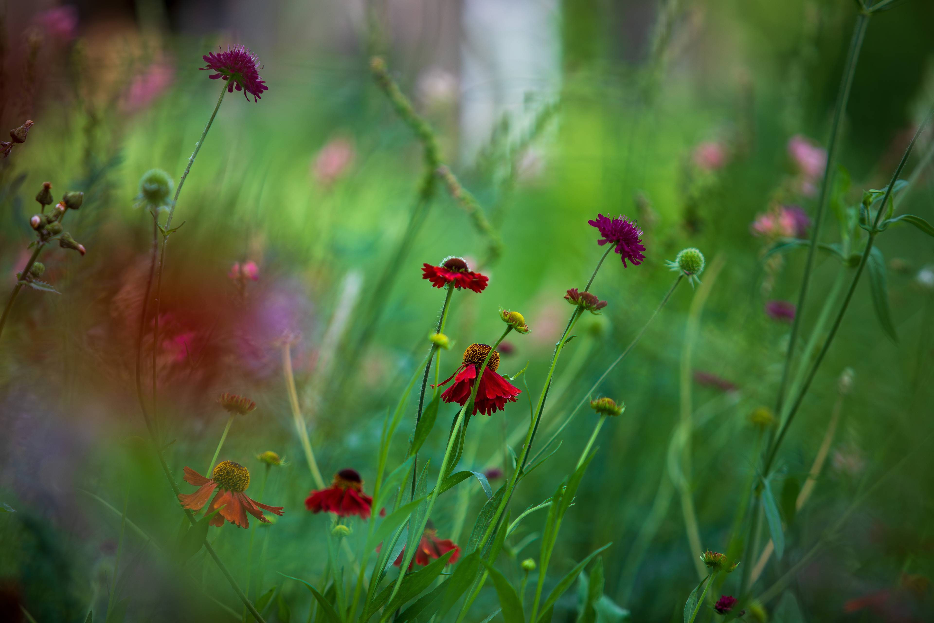 A close-up of wildflowers in bloom, with red and purple flowers rising through lush green foliage against a softly blurred background.