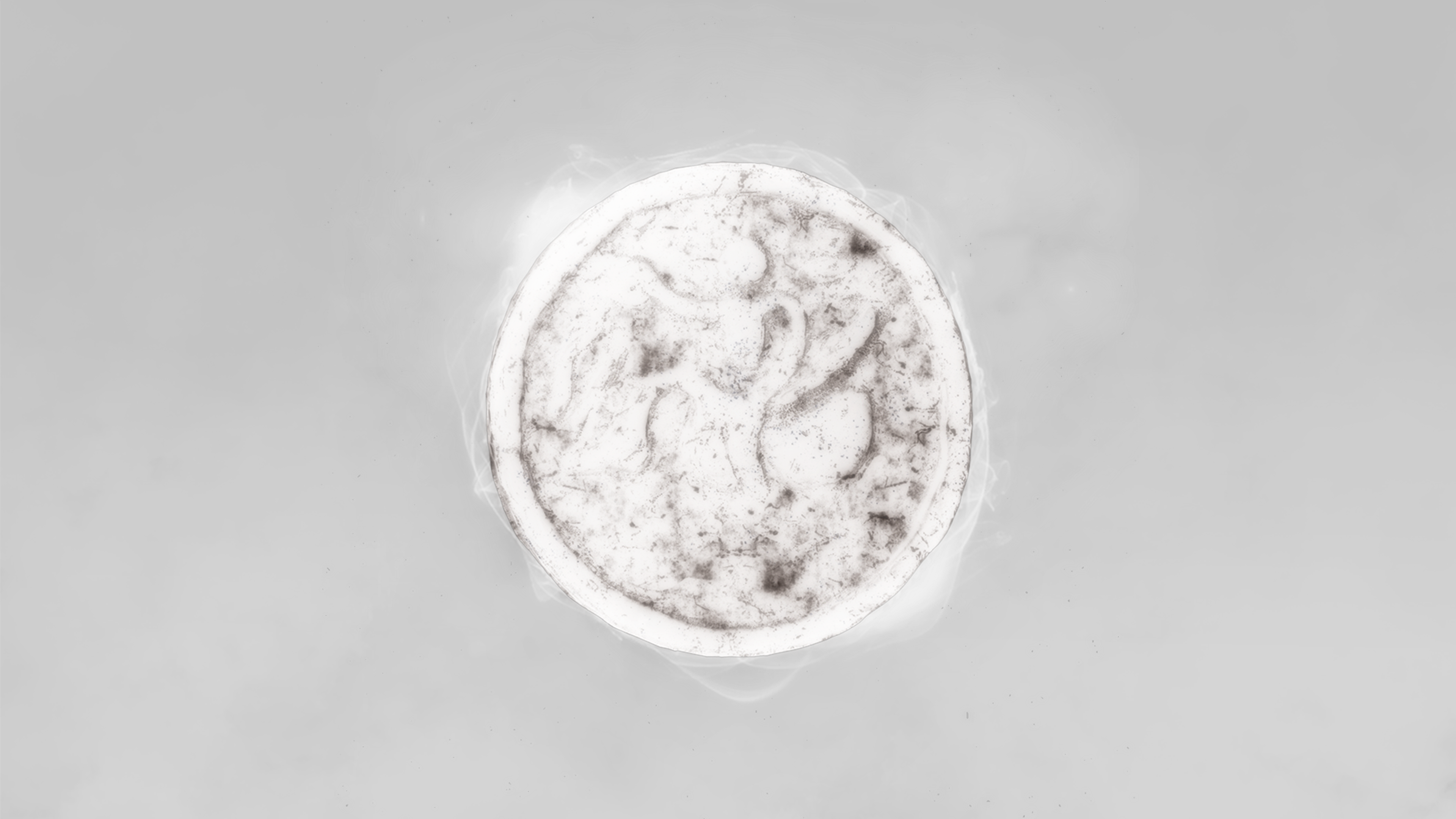 White circular logo representing the Berlin-based art collective Black Swan.