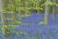 Bluebells and Beech 2:  Badbury woods