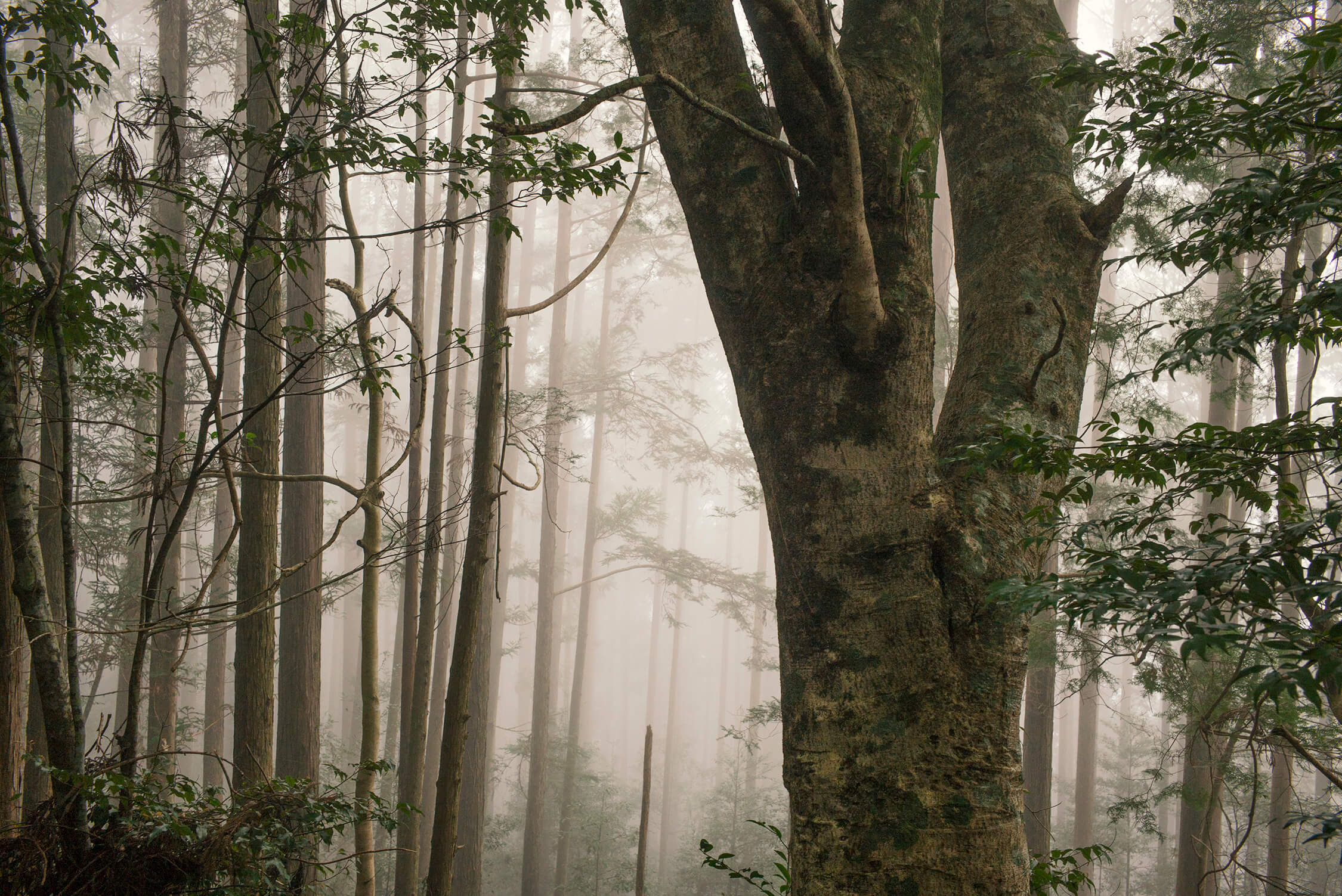 Nagi tree on the Kumano Kodo pilgrimage : Nakahechi, Japan