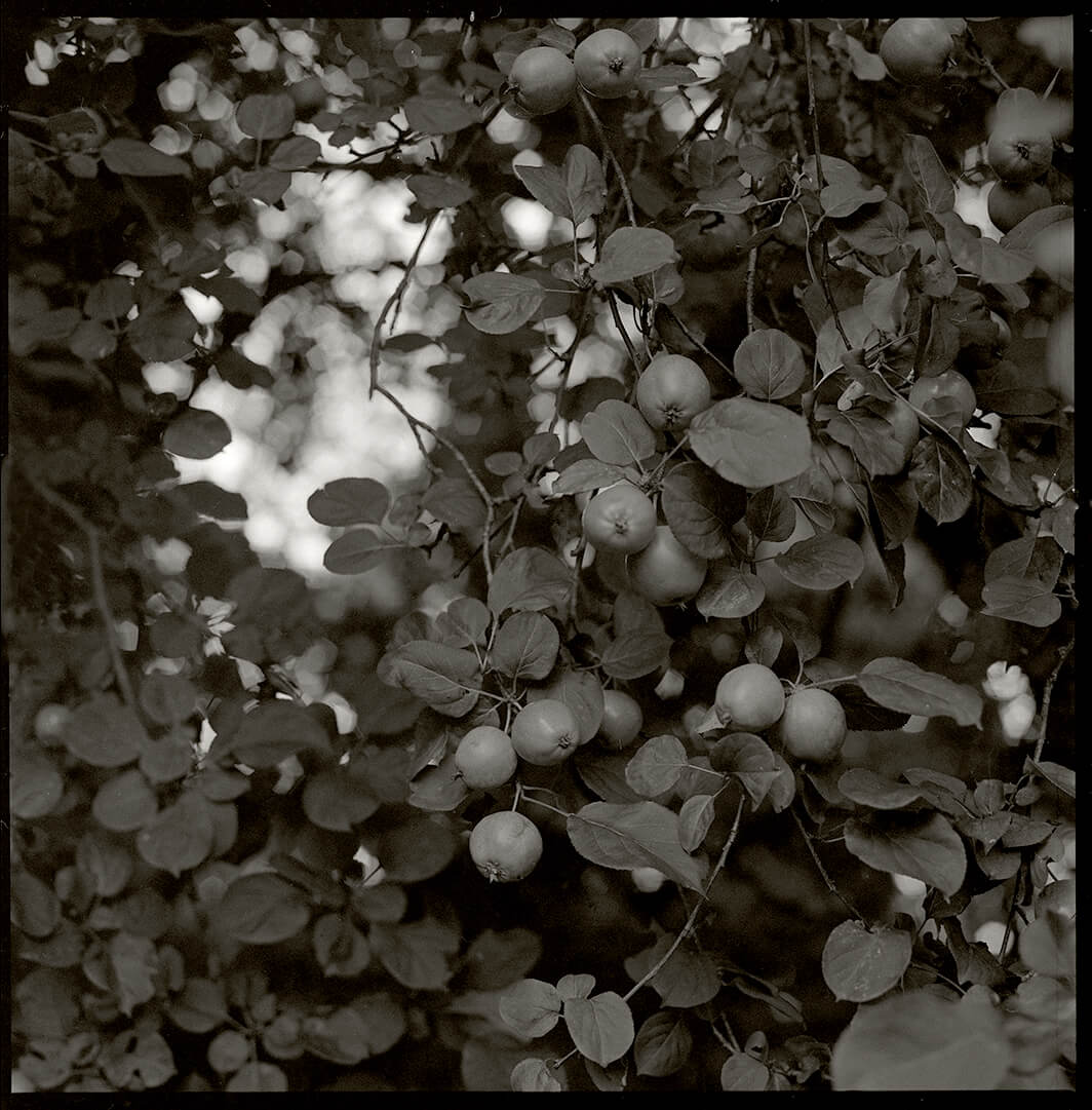 Crab apples: Stanton country park