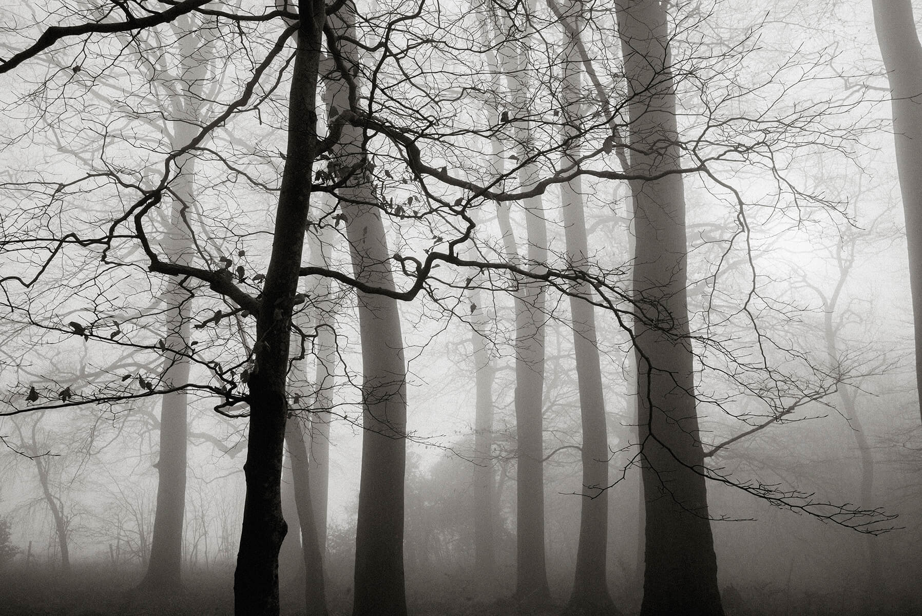 Misty Beech : Swindon