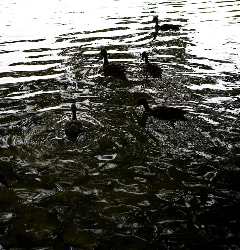 Black Ducks: Stanton Country Park