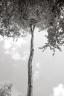 Beech survivor : Savanake forest