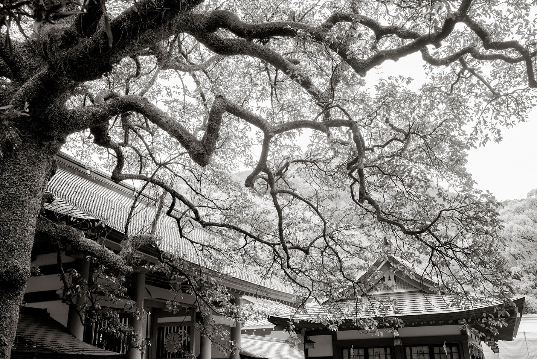 Kumano Hayatama Grand shrine: Shingu, Nakahechi, Japan