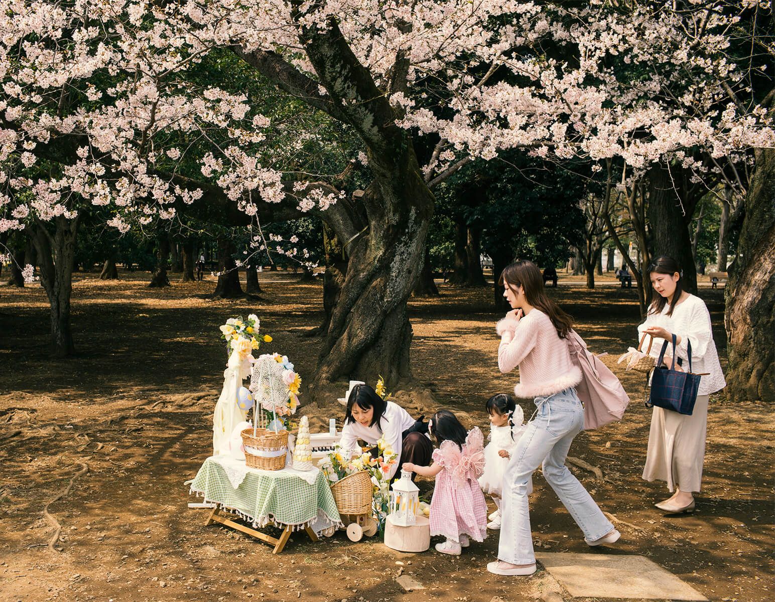 Sakura: Yoyogi park, Tokyo