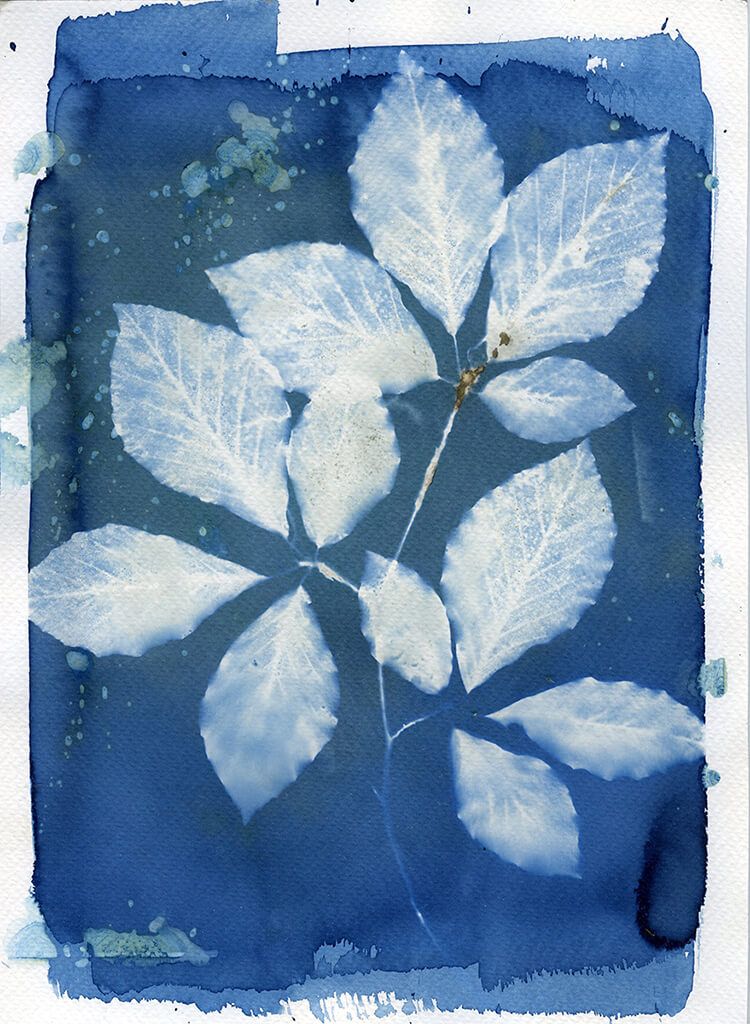Beech leaves: Cyanotype