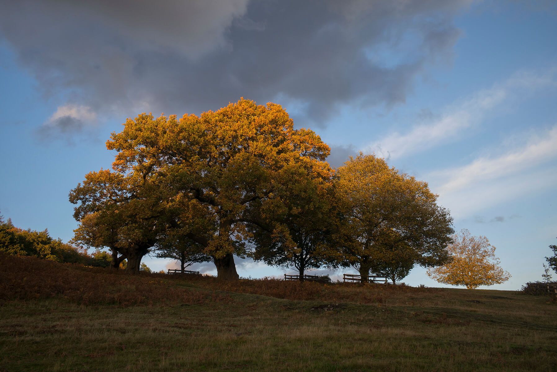 Autumn Oak trees: Bradgate Park