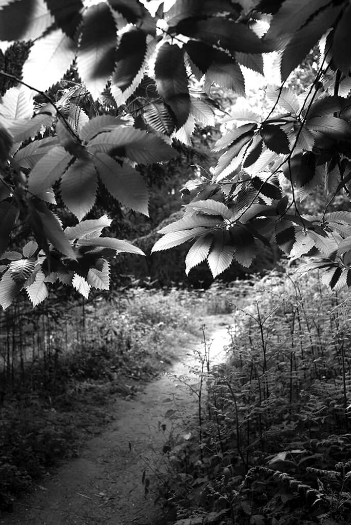 Chestnut Pathway: Croft Woods