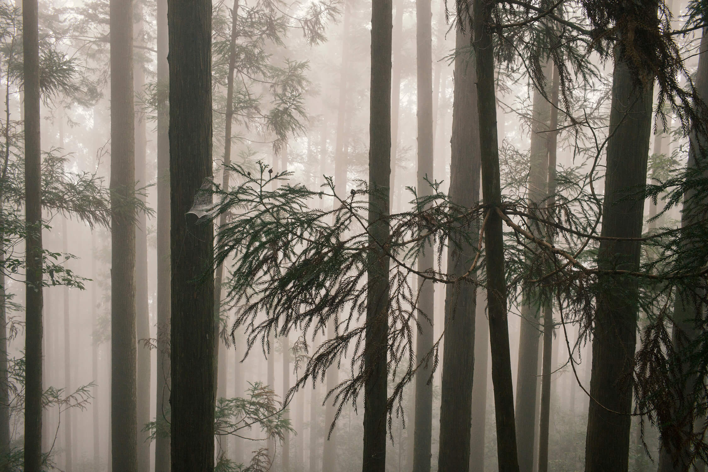 Cedar trees on the Kumano Kodo pilgrimage : Nakahechi, Japan