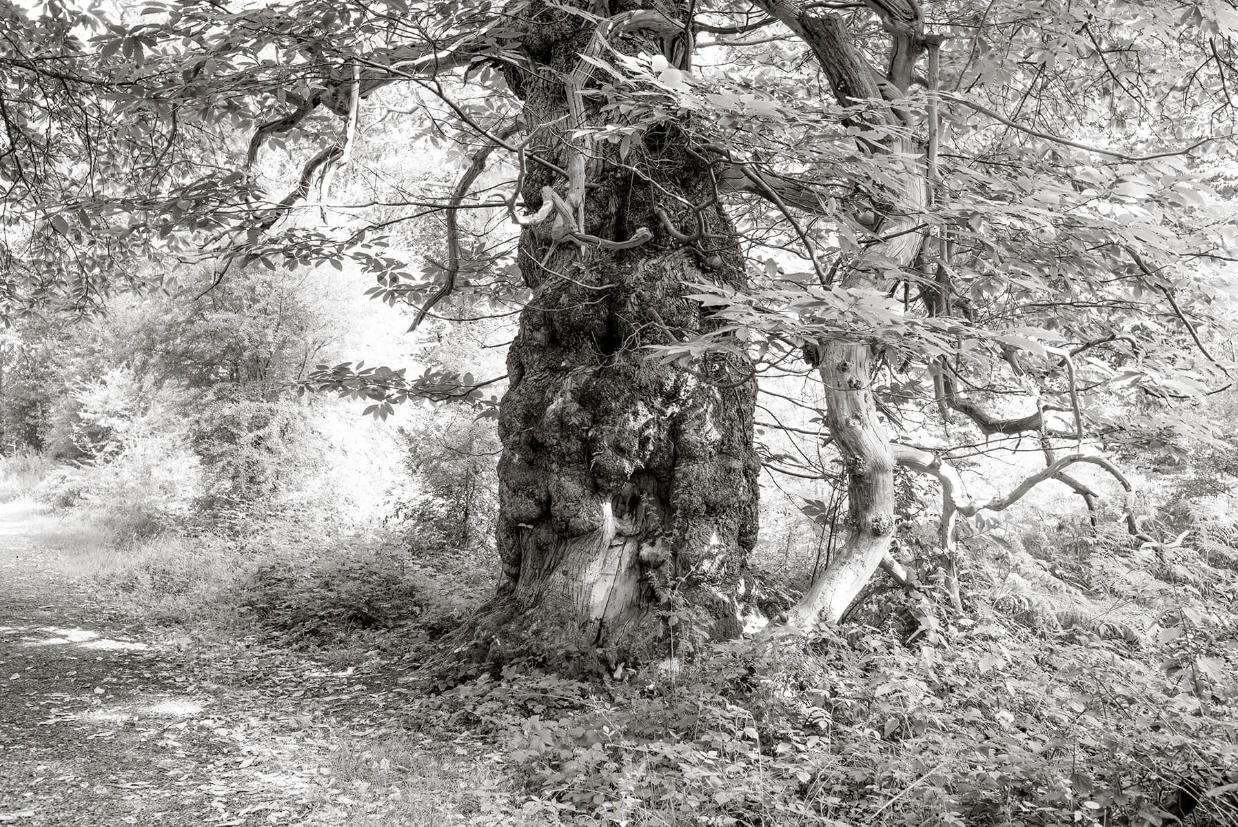 Chestnut tree: Savanake forest