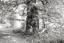 Chestnut tree: Savanake forest