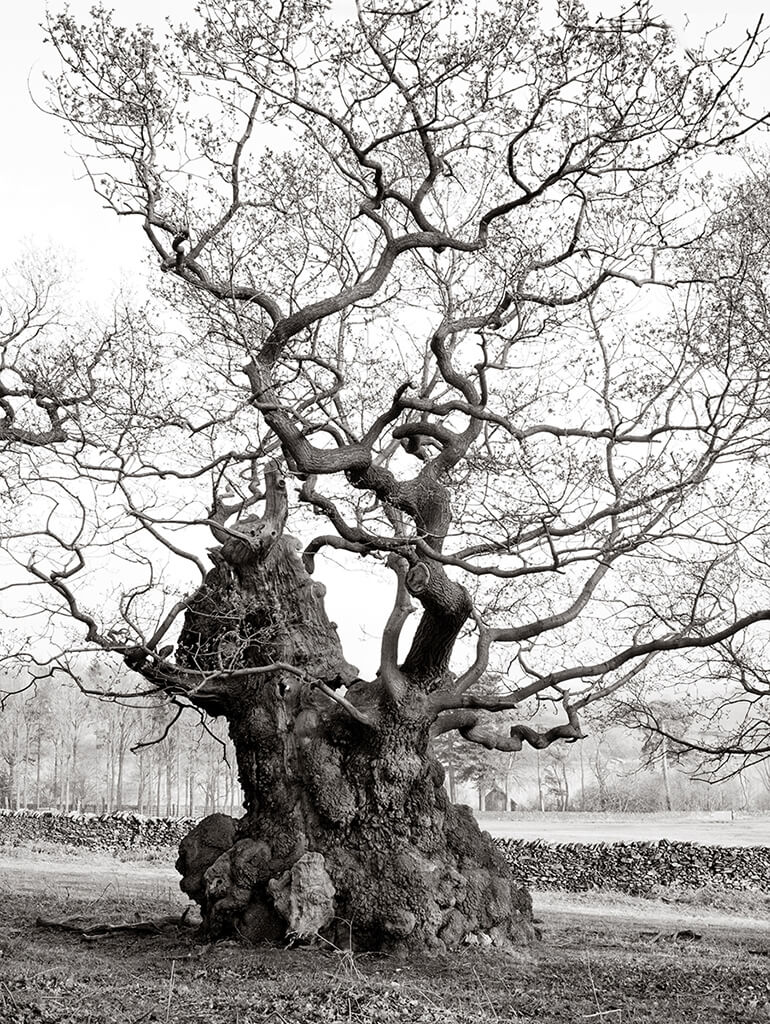 Ancient Oak: Bradgate Park