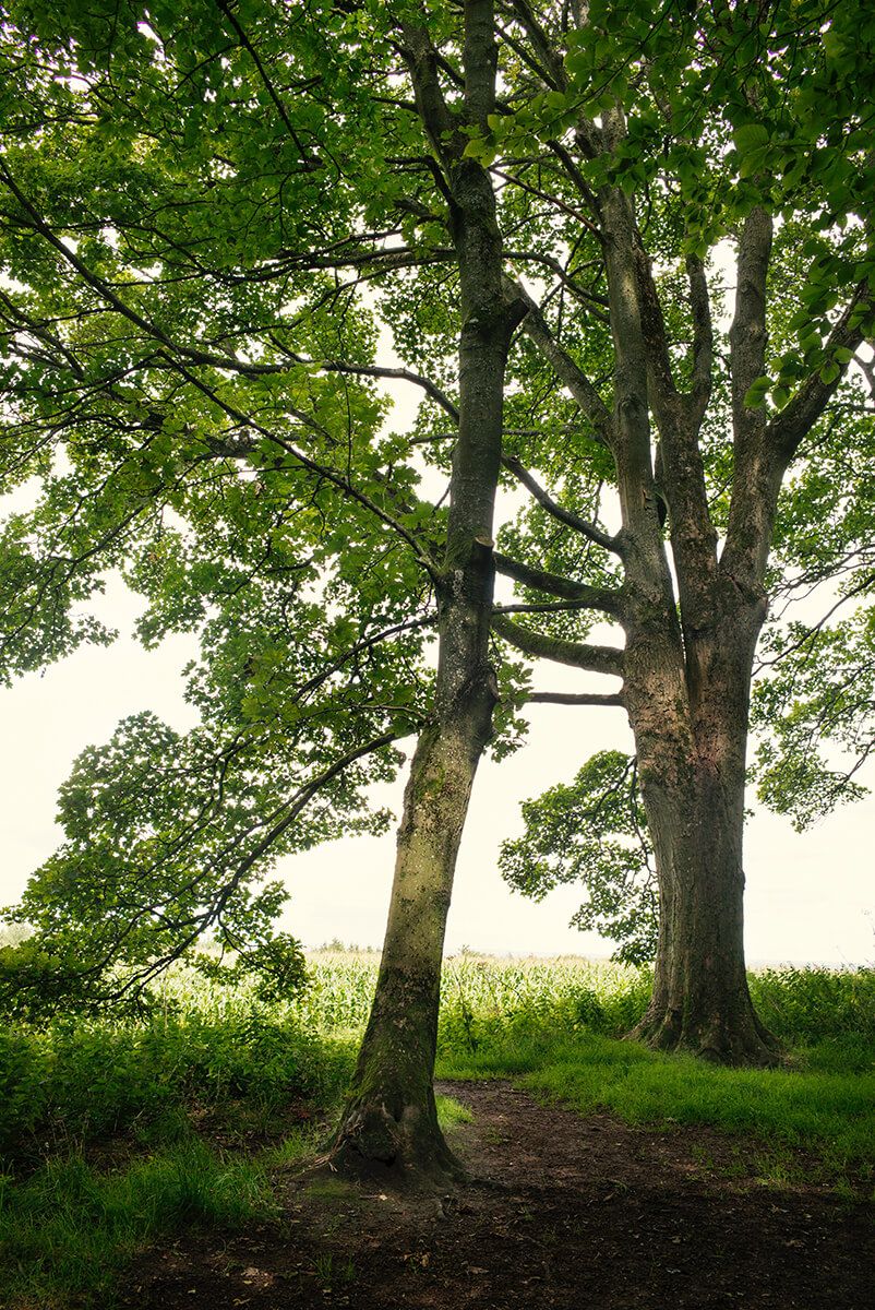 Sycamore Trees: Badbury Woods