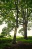 Sycamore Trees: Badbury Woods