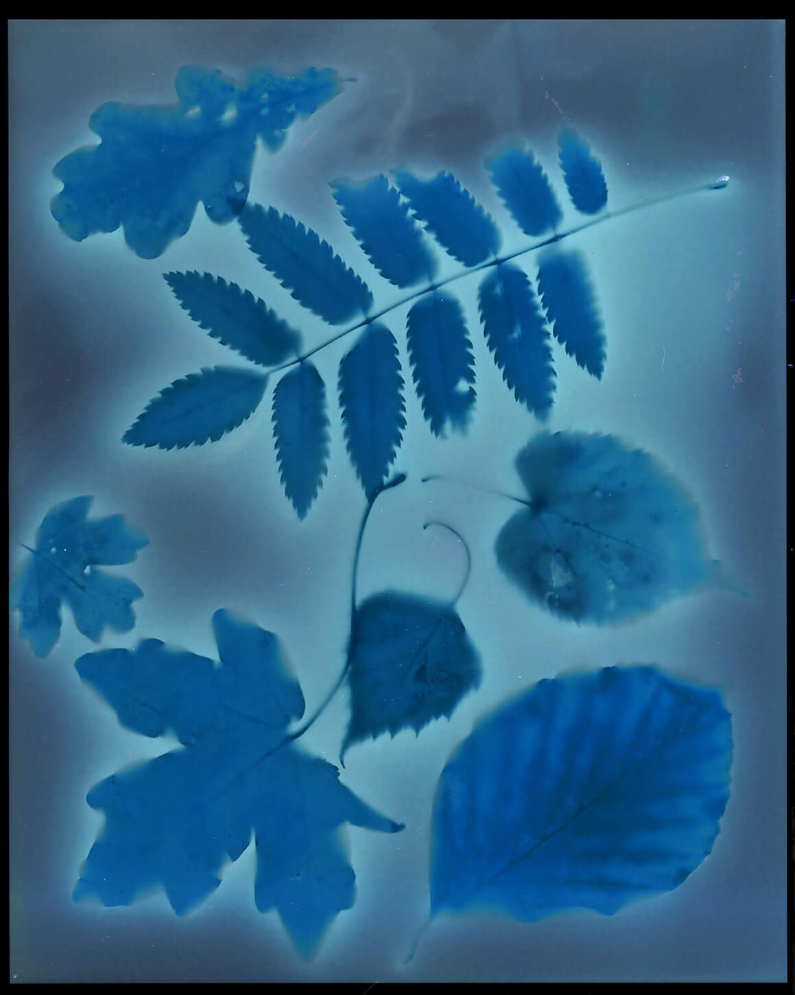 Autumn leaves: Negative Lumen print