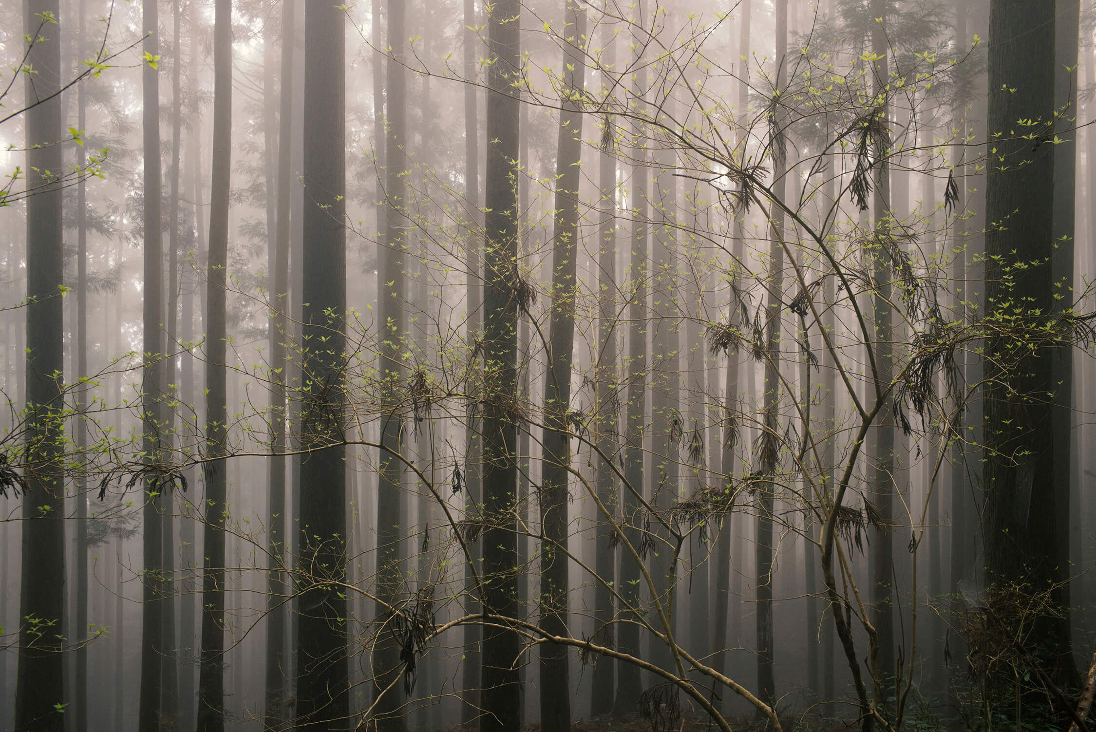 New shoots and Cedar leaves on the Kumano Kodo: Nakahechi, Japan