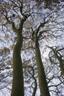 Beech trees: Ridgeway