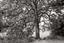 Ash Tree: Badbury Woods