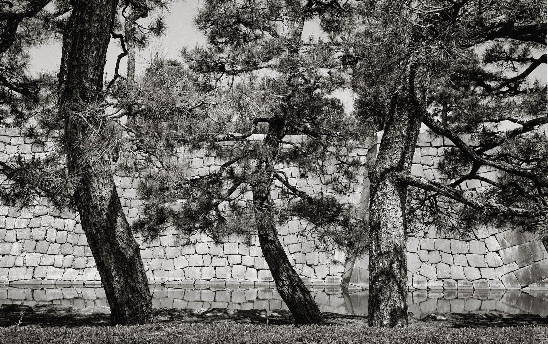 Pines: Nijo castle, Kyoto