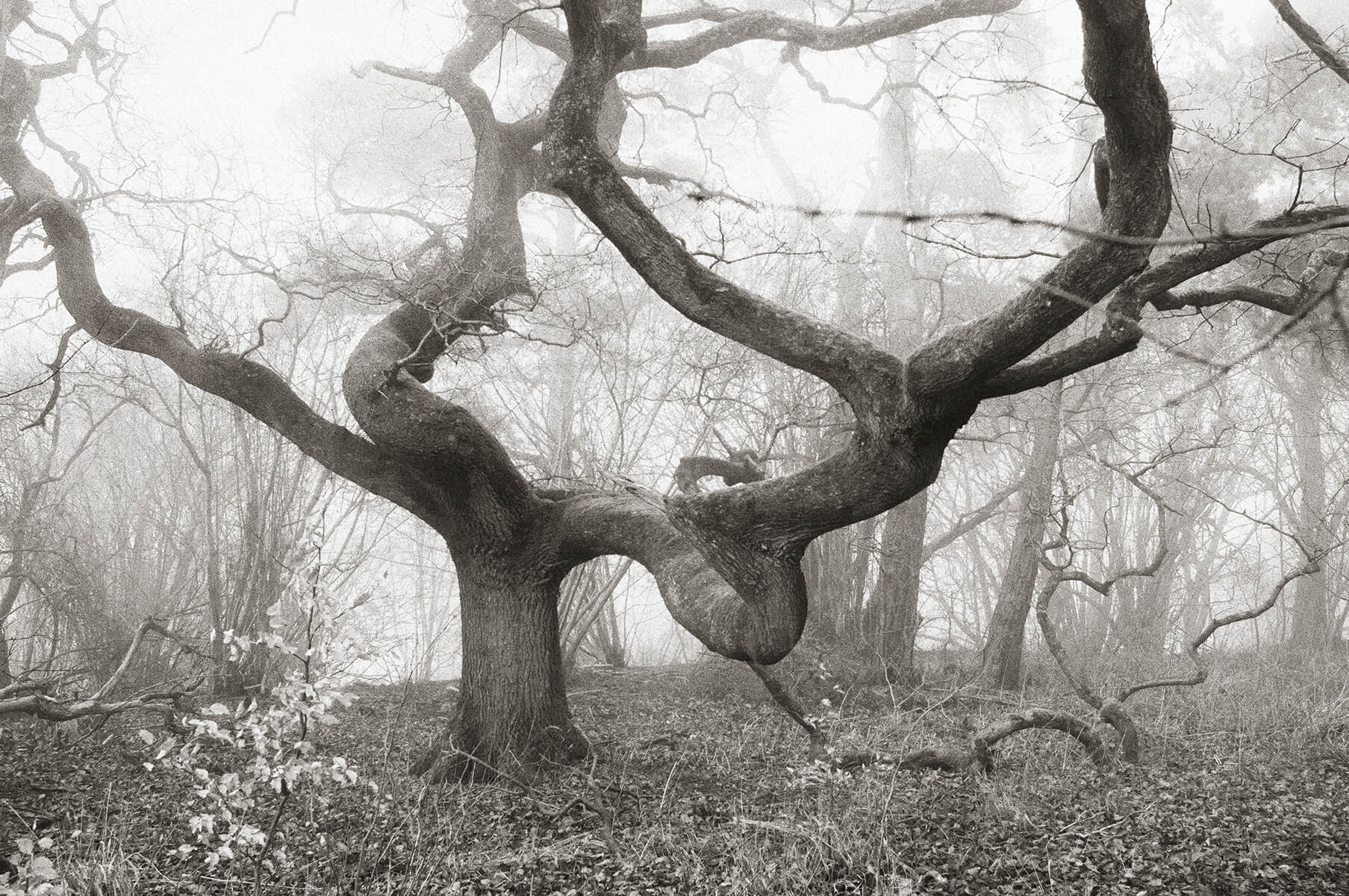 Misty Oak : Swindon