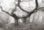 Misty Oak : Swindon