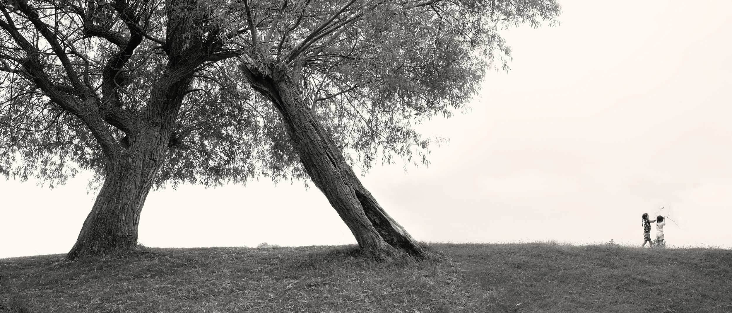 Willow Trees: Richmond Park