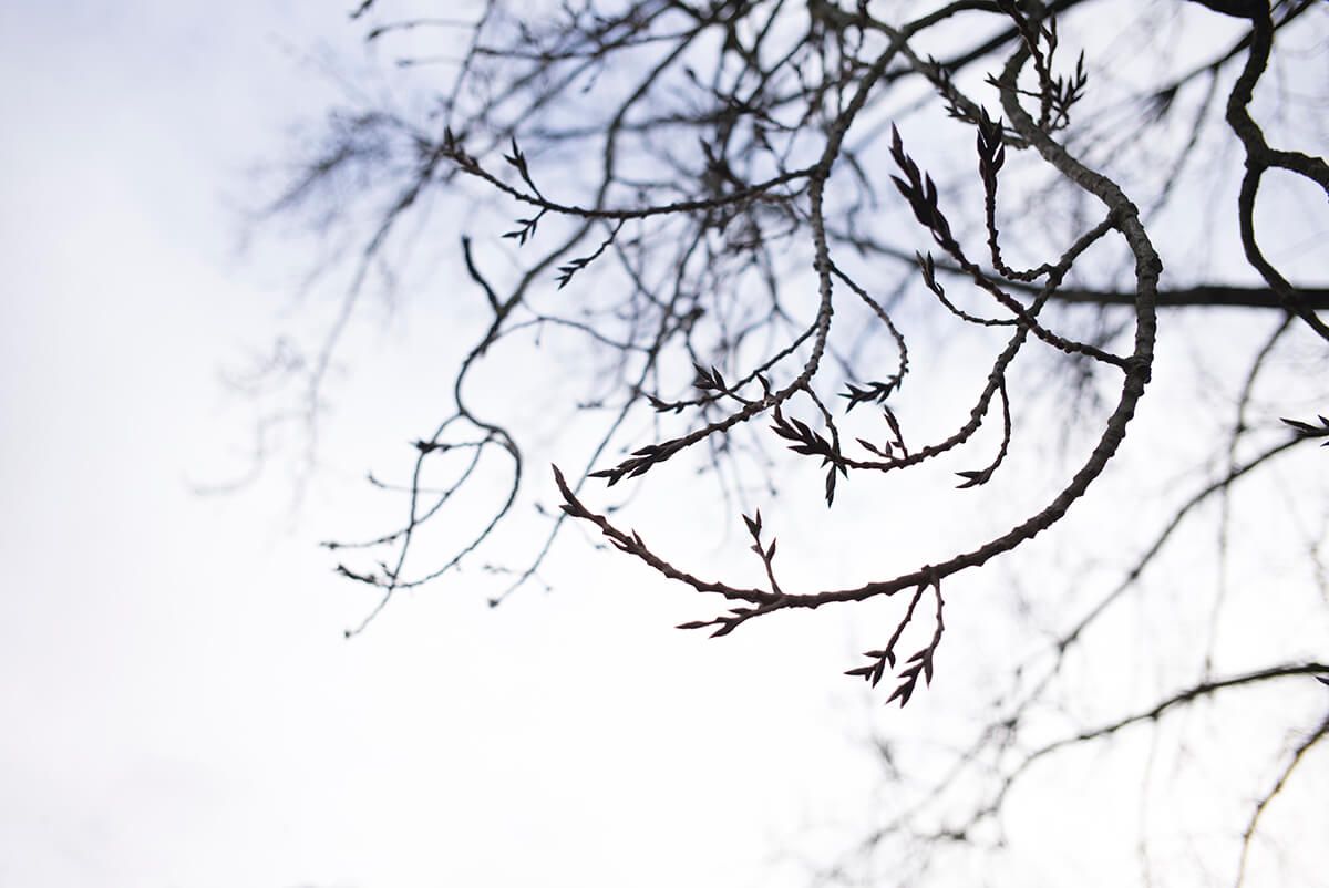 Winter Black Poplar: Lydiard Country Park 
