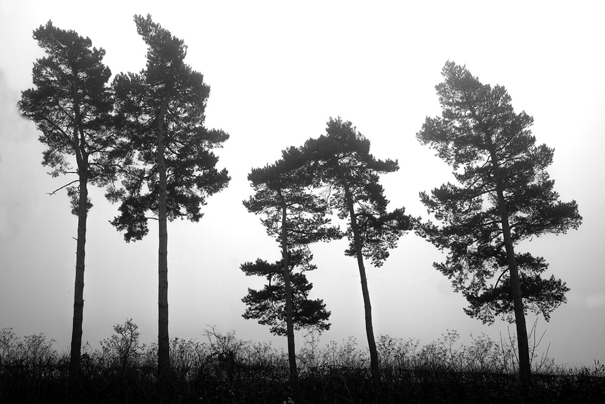 Misty Scots Pines: Badbury Woods