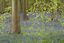 Bluebells and Beech: Badbury woods