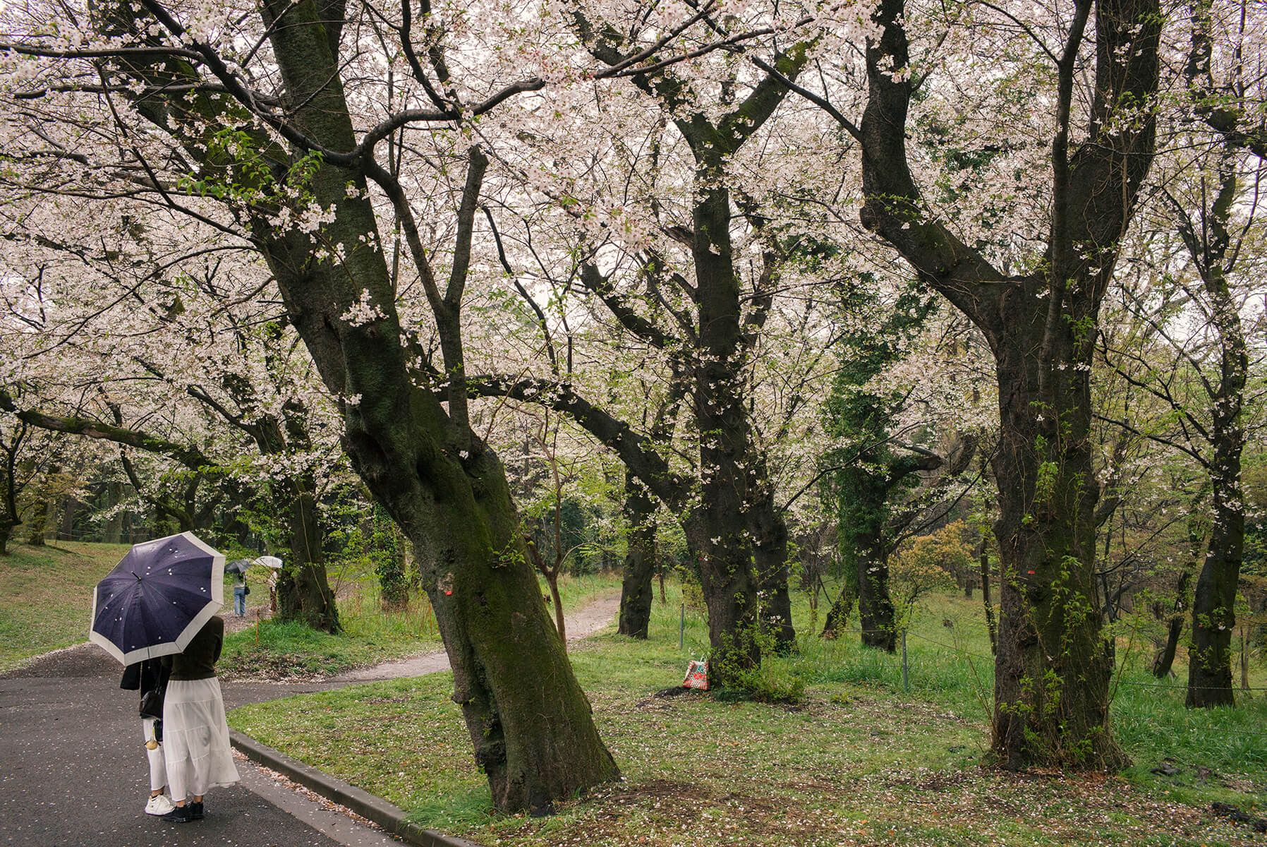 Sakura: Yoyogi park, Tokyo