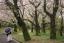 Sakura: Yoyogi park, Tokyo