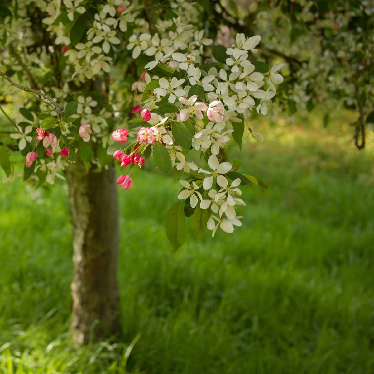 Cherry Blossom: Coate Water Arboretum