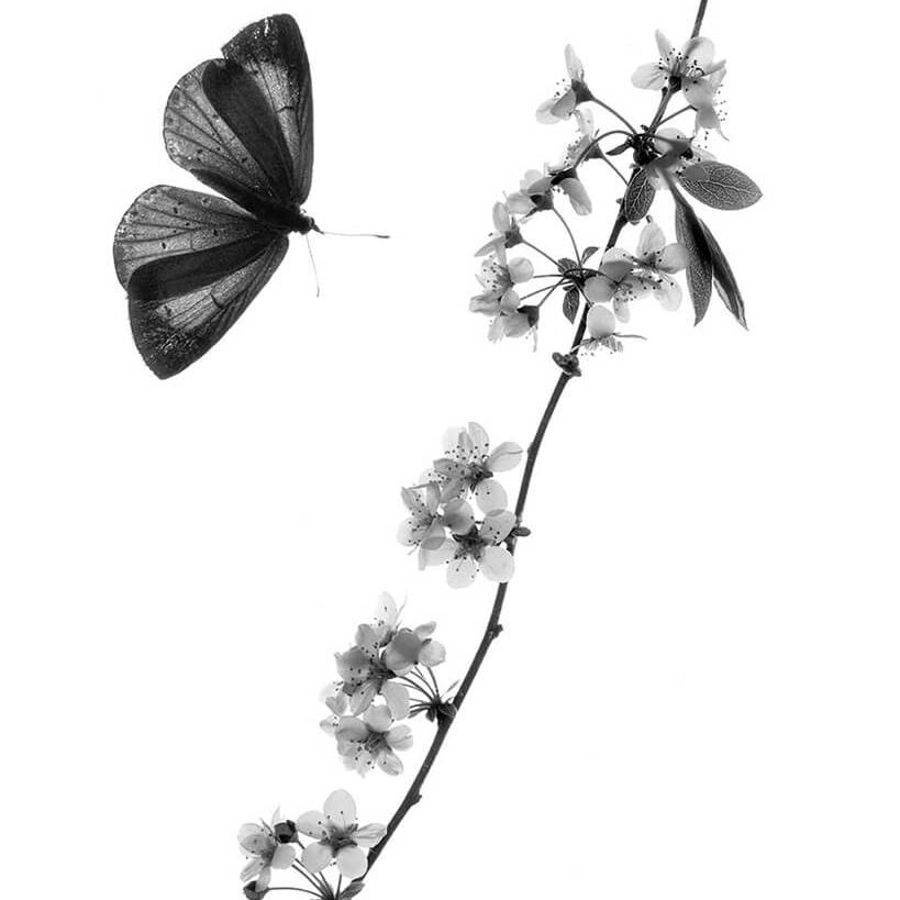 A scan of a butterfly and some blossom Japanese style