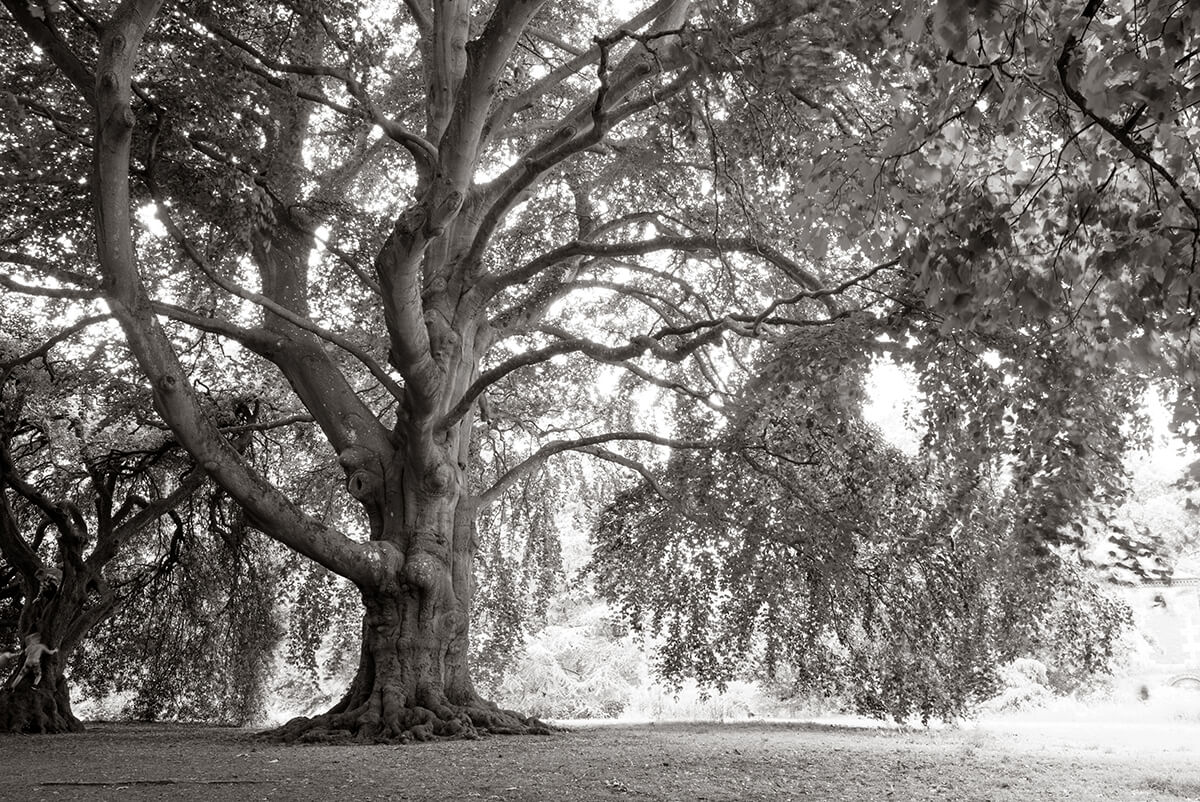 Beech Tree: Lawn Woods