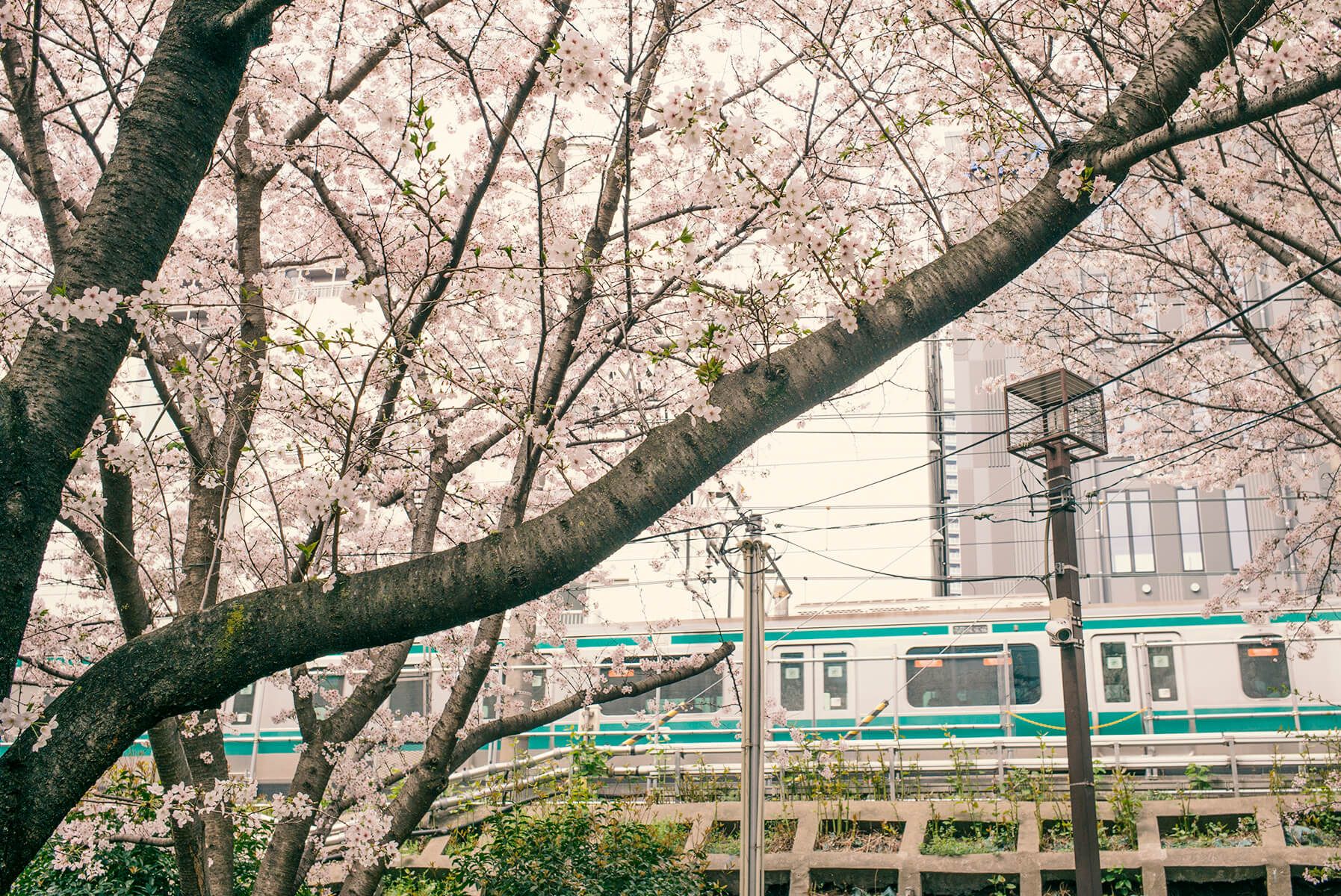 Shibuya, Tokyo