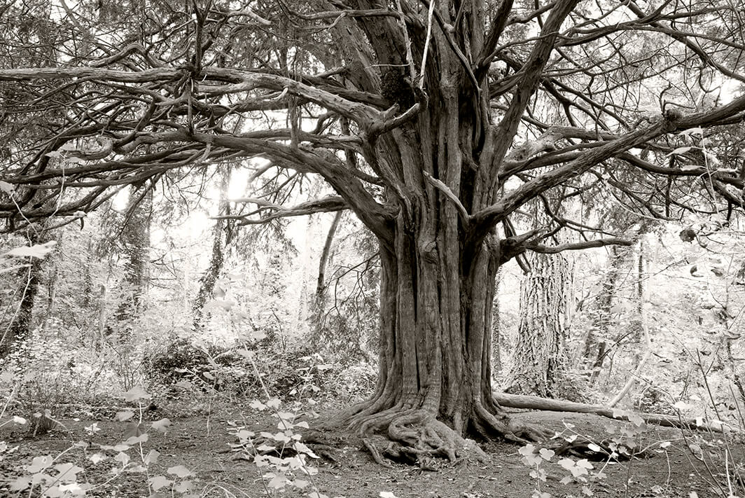 Yew tree: Stanton country park
