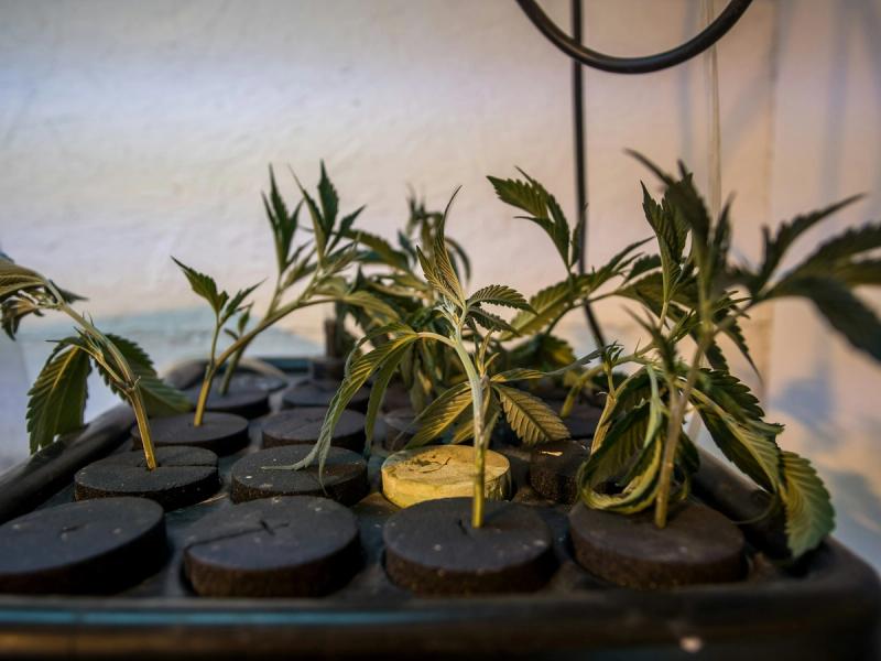 Watering cannabis plants correctly is one of the most essential skills for any grower, especially when growing in coco coir.
