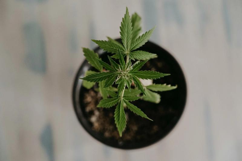 Coco coir is one of the most forgiving mediums for first-time cannabis cultivators.