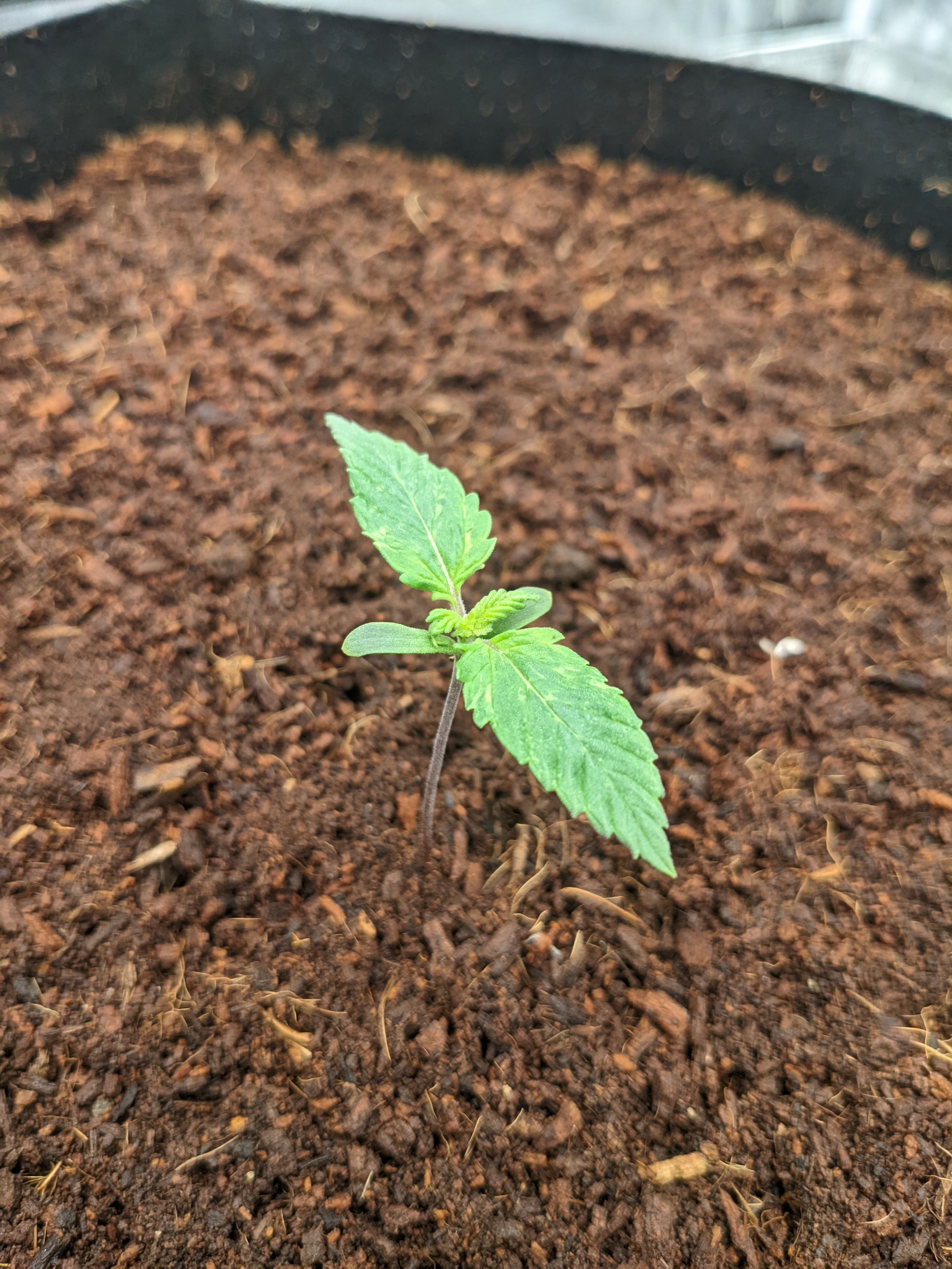 Budsites
