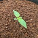 Budsites