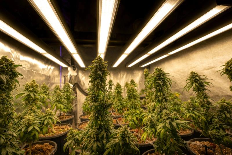 Whether you're growing in a closet, a corner, or a spare bathroom, choosing the right grow tent for a small space can make or break your grow.