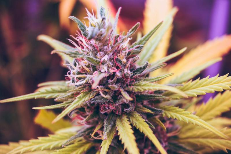 No, Florida does not currently allow home cultivation of cannabis at all, even for medical use.