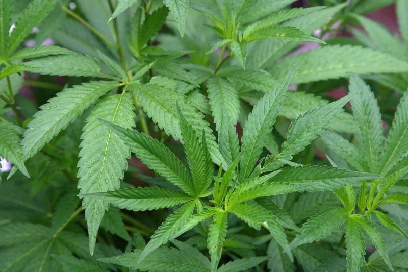 Iowa law strictly forbids growing cannabis at home, regardless of whether it's for personal or medical use