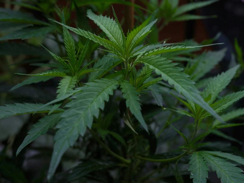 Kentucky cannabis laws remain some of the strictest in the country