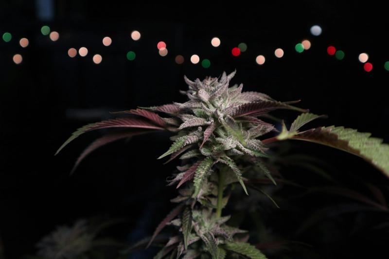 As of July 1, 2023, any resident aged 21 and older can grow cannabis for personal use.