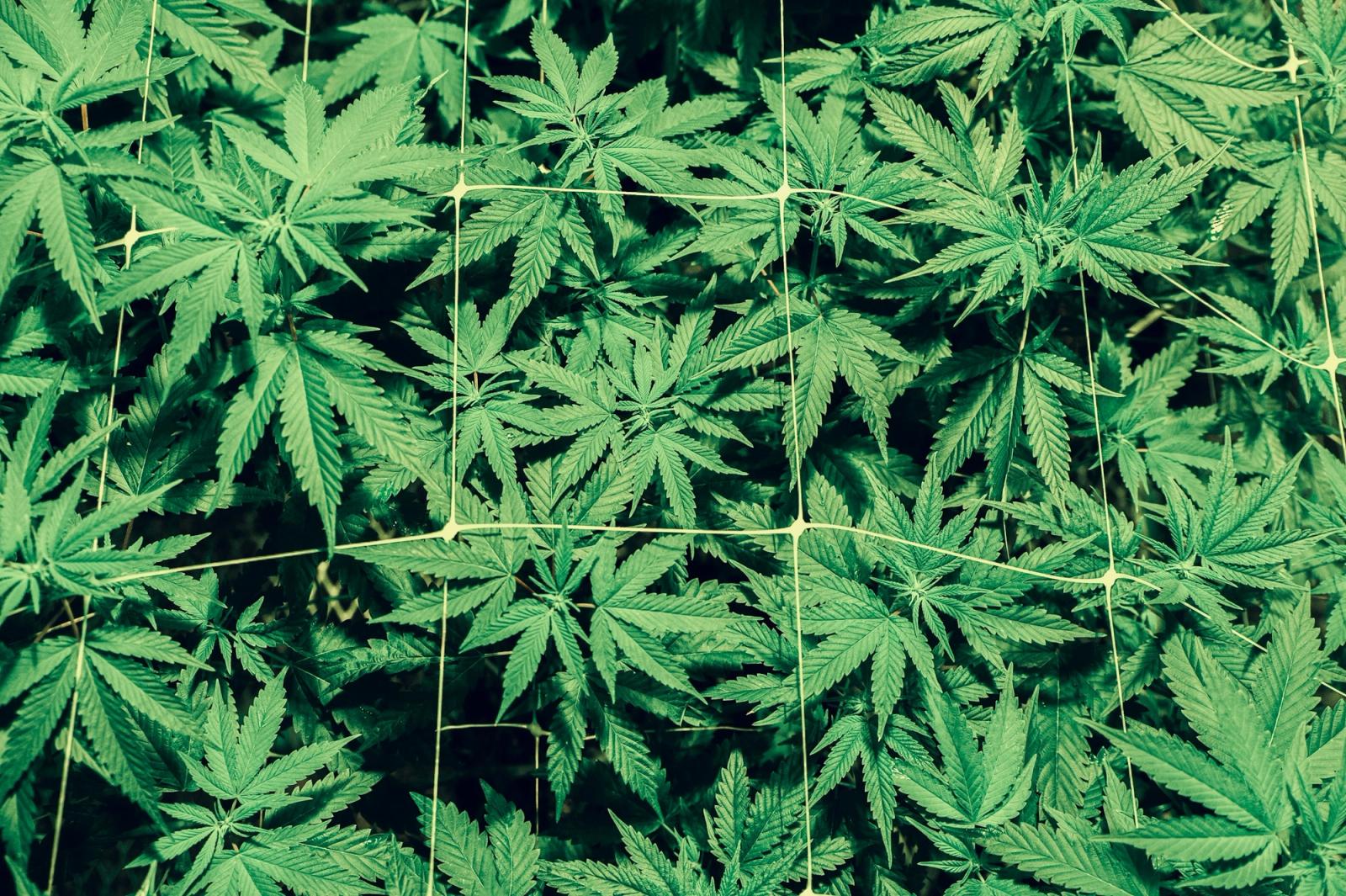 Growing cannabis indoors from seed to harvest typically takes 14 to 20 weeks.