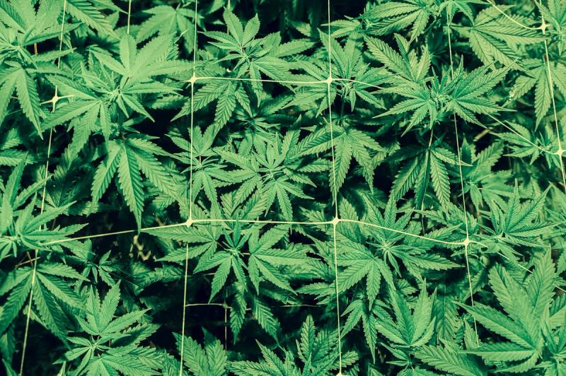 Growing cannabis indoors from seed to harvest typically takes 14 to 20 weeks.