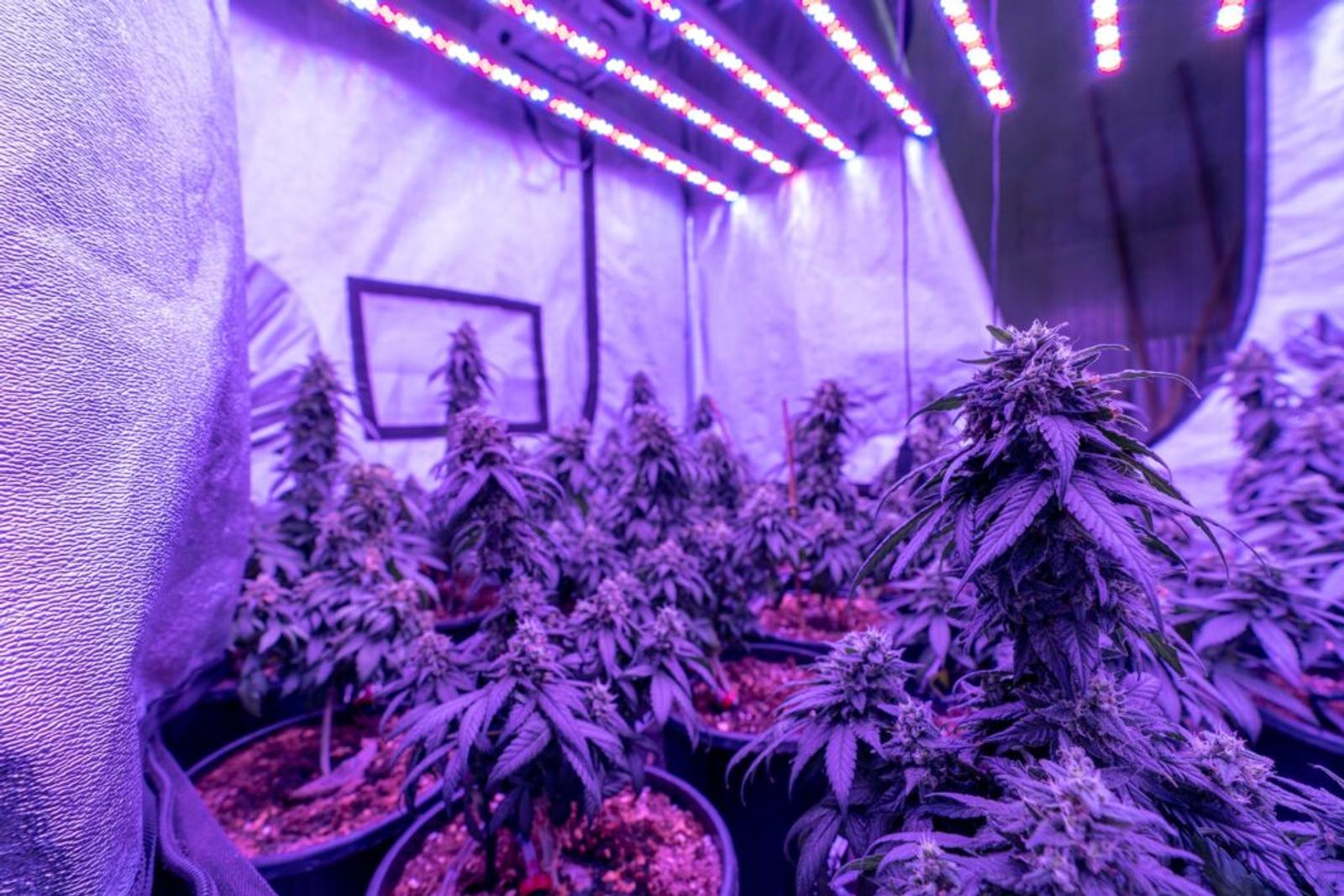 When to Harvest Cannabis: A Trichome Guide for Home Growers